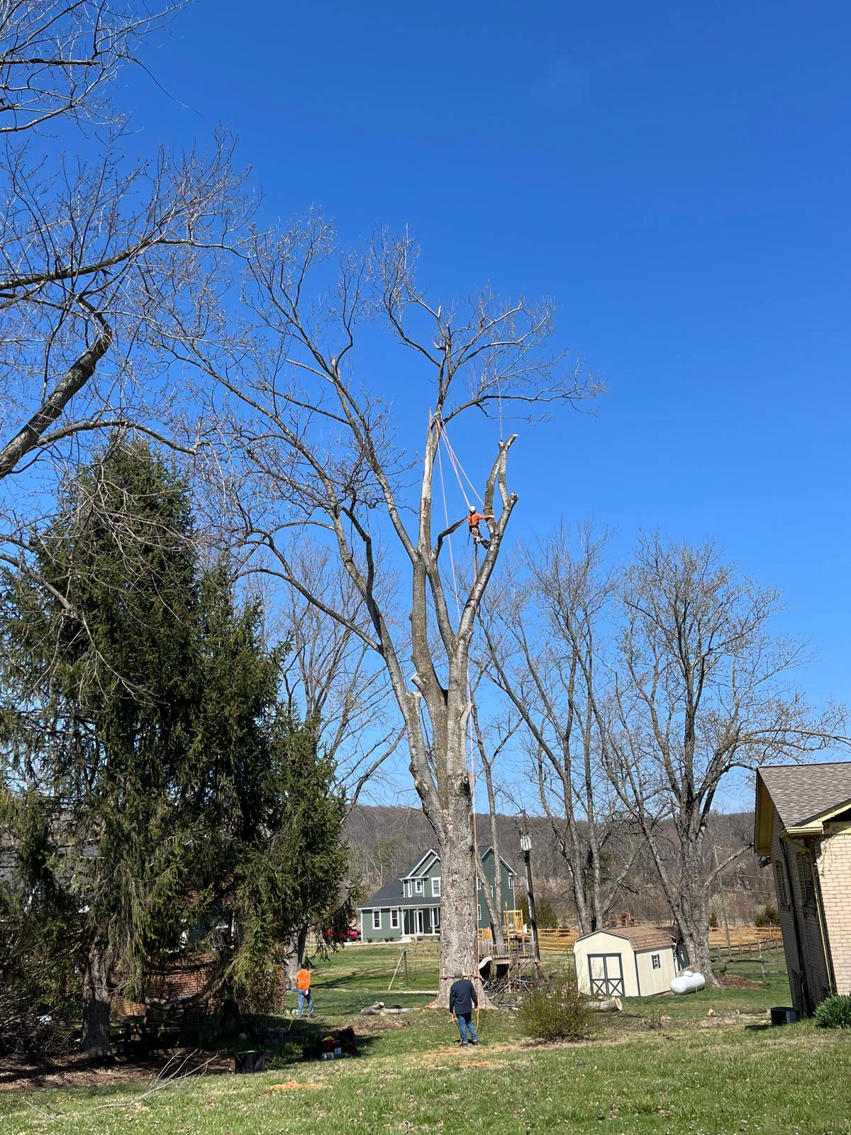 Tree Removal Stafford