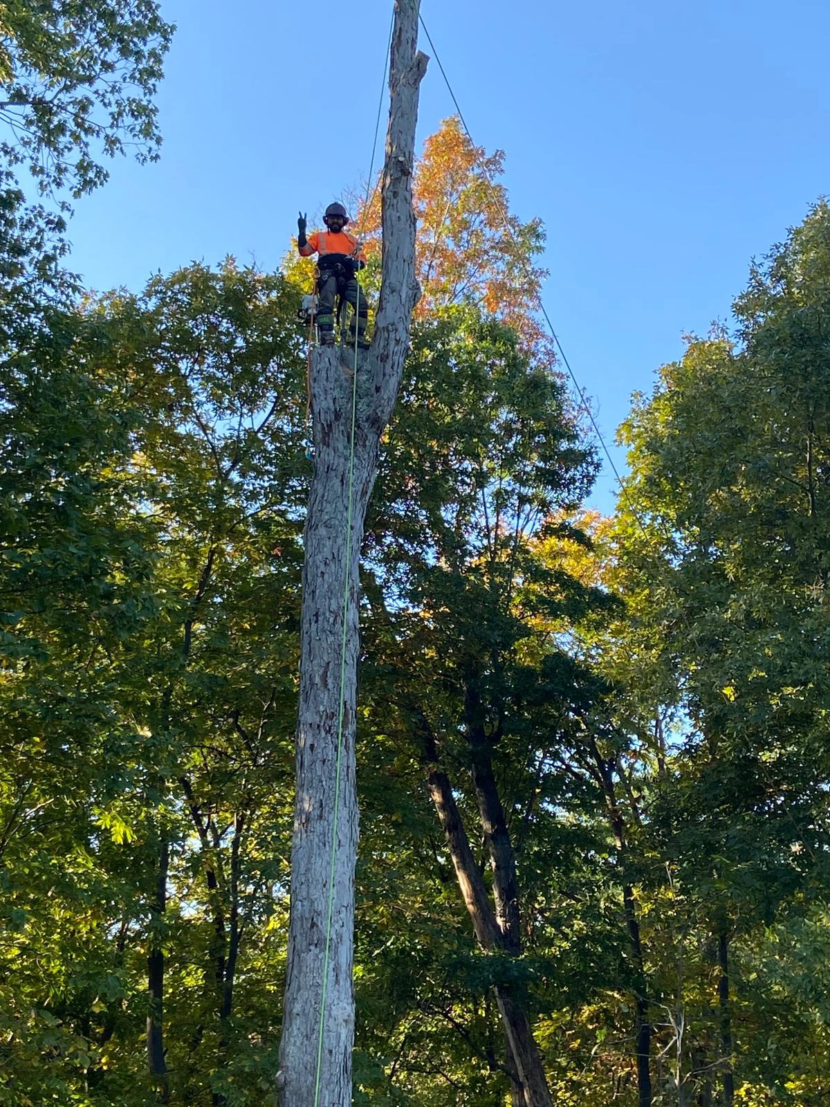 Tree Care