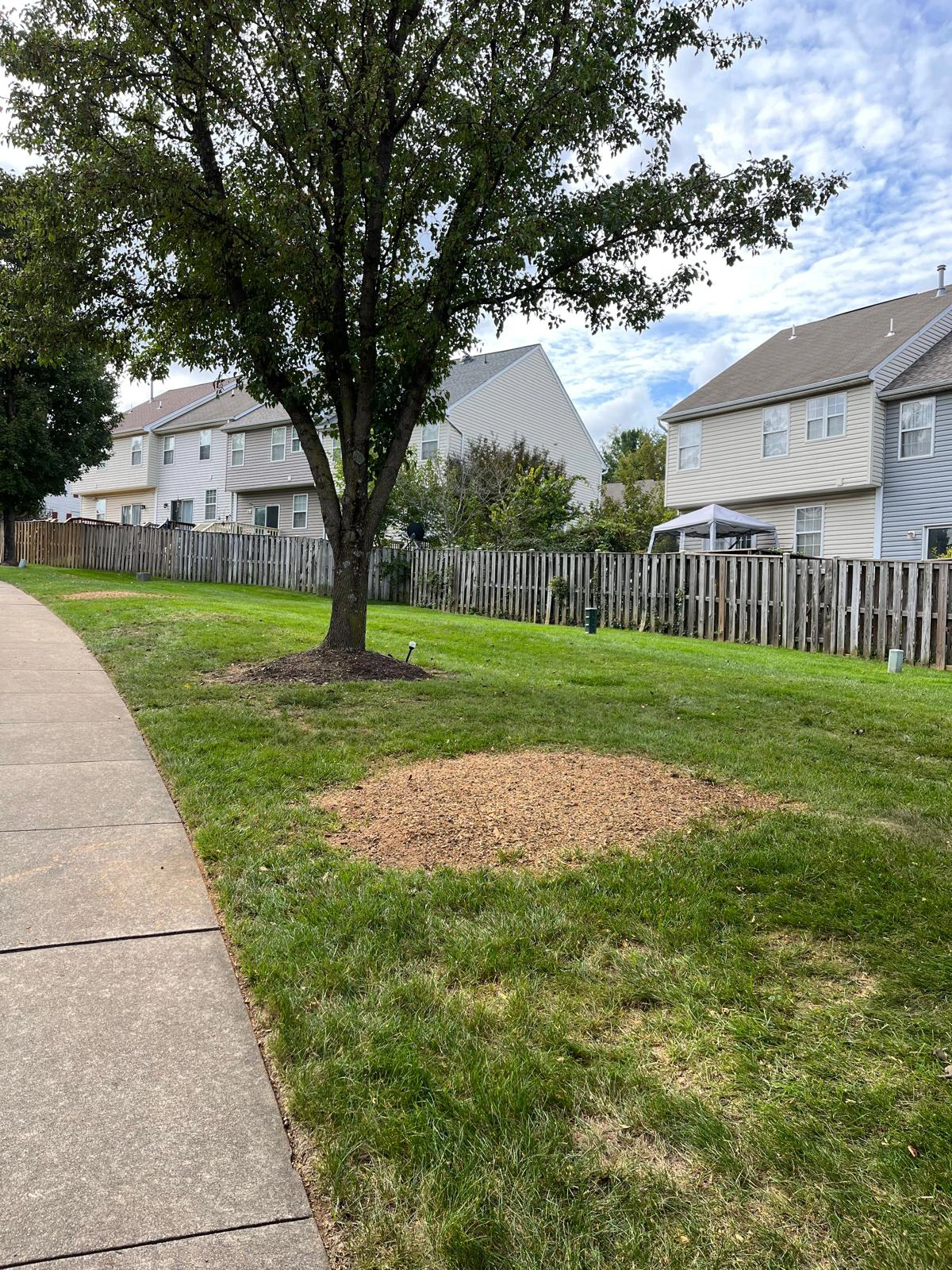 Tree Removal