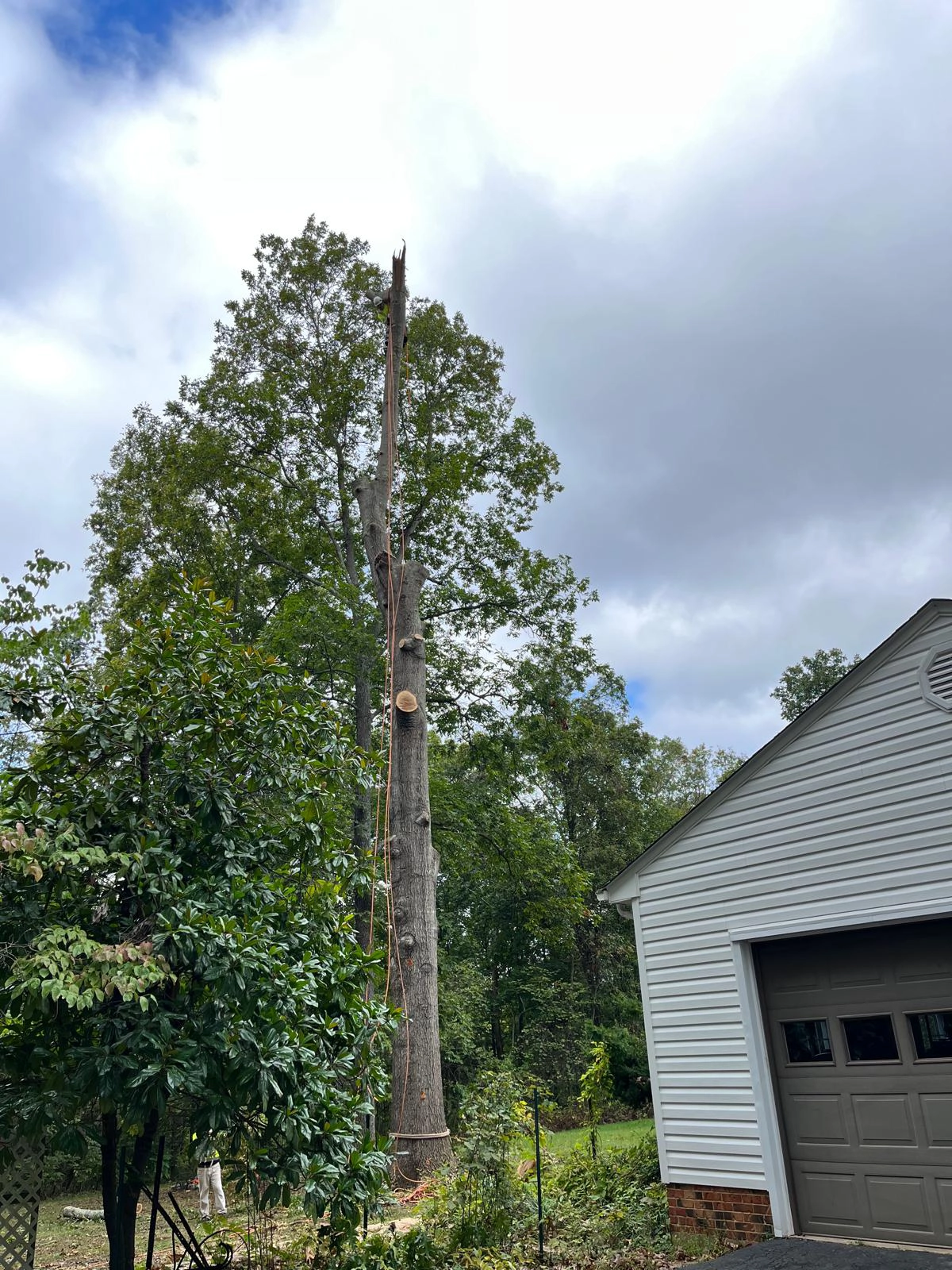 Tree Removal