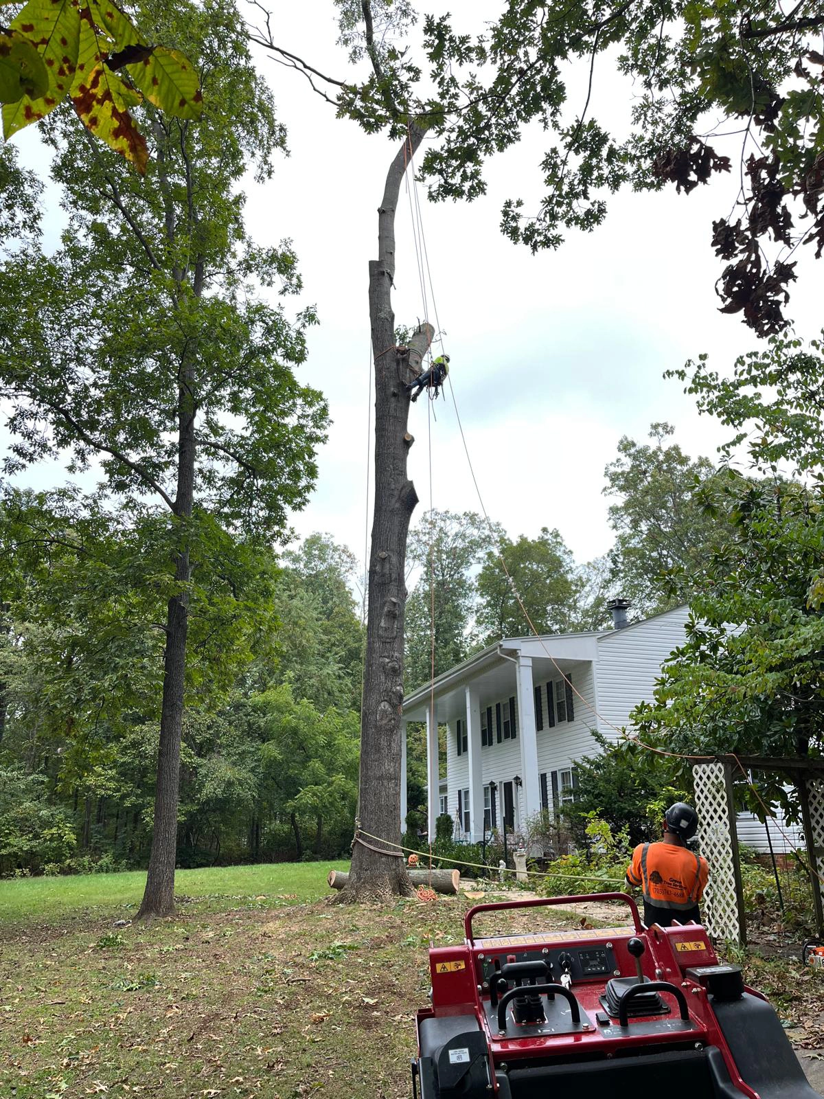 Tree Removal