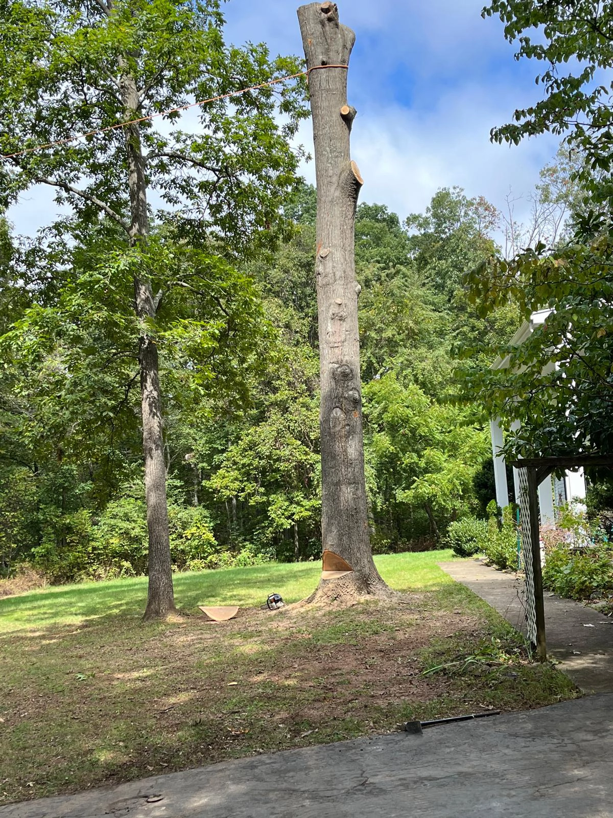 Tree Removal