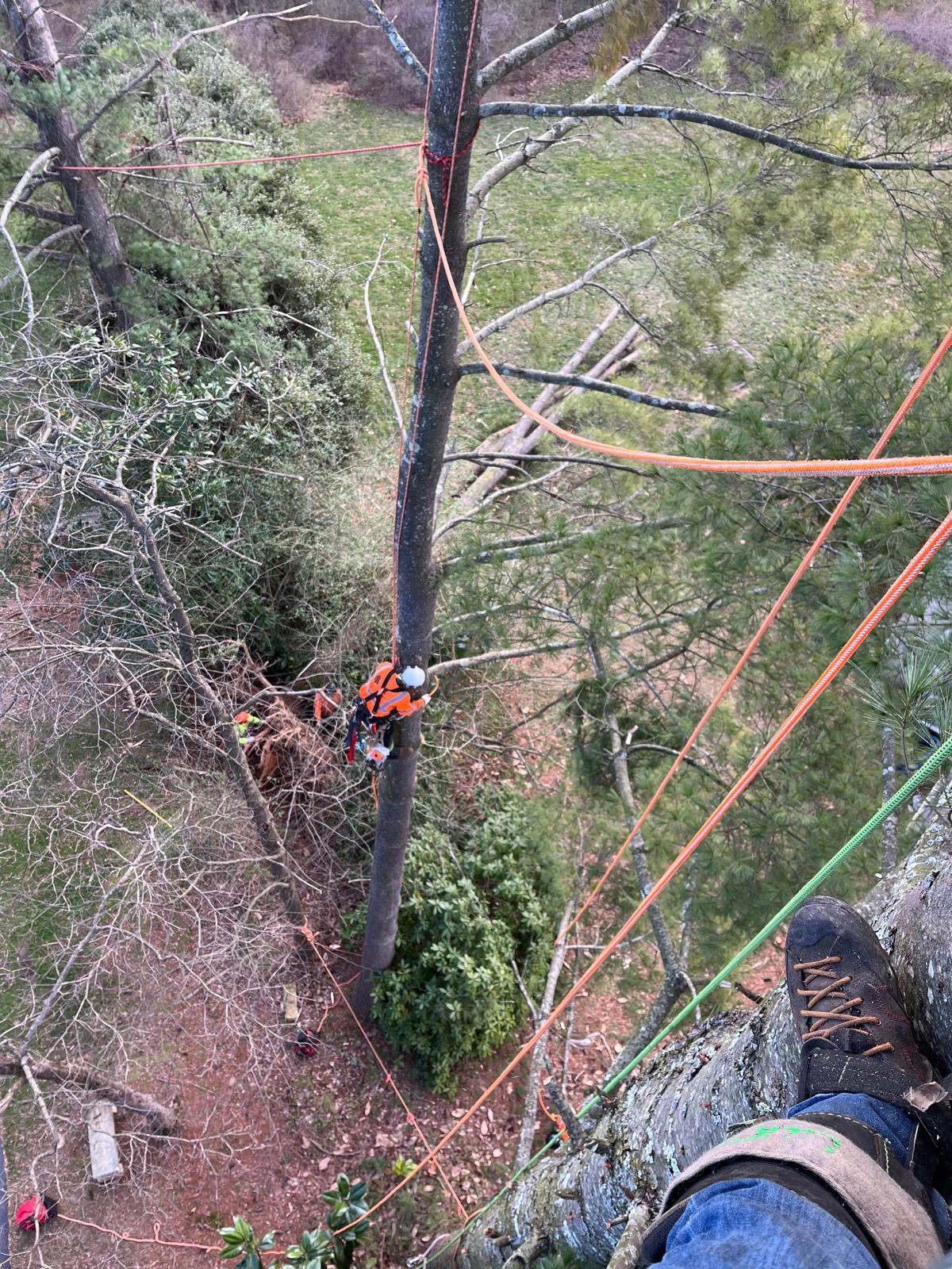 Tree Removal died