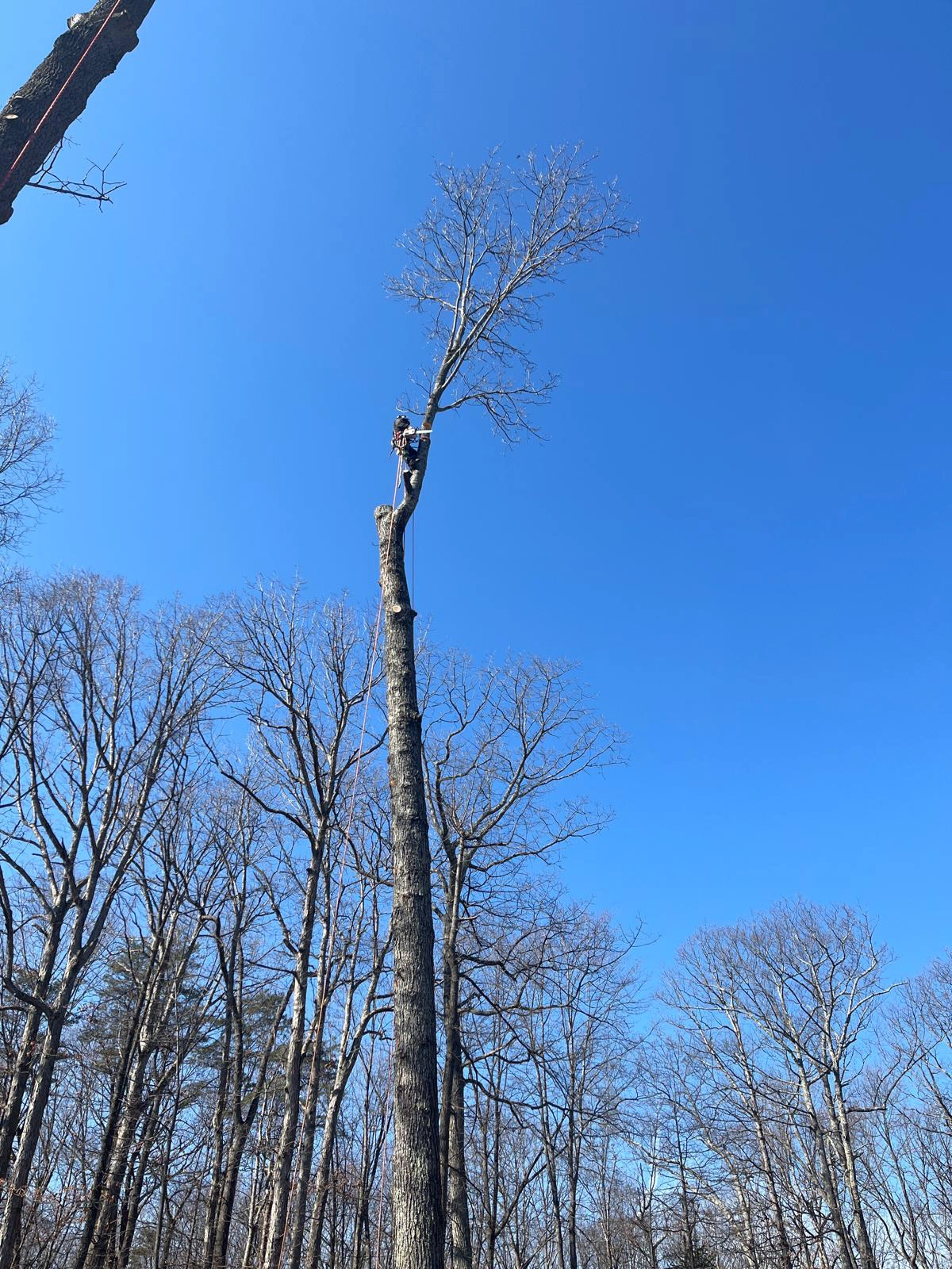 Tree Removal