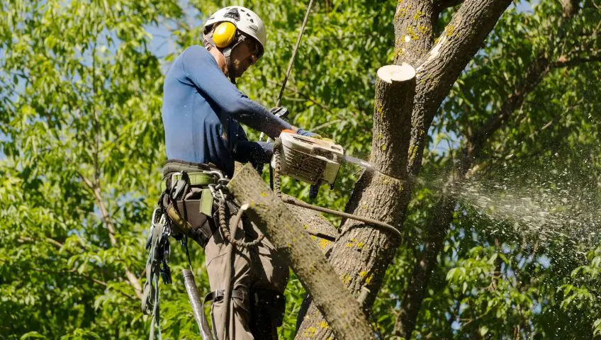 Tree Removal