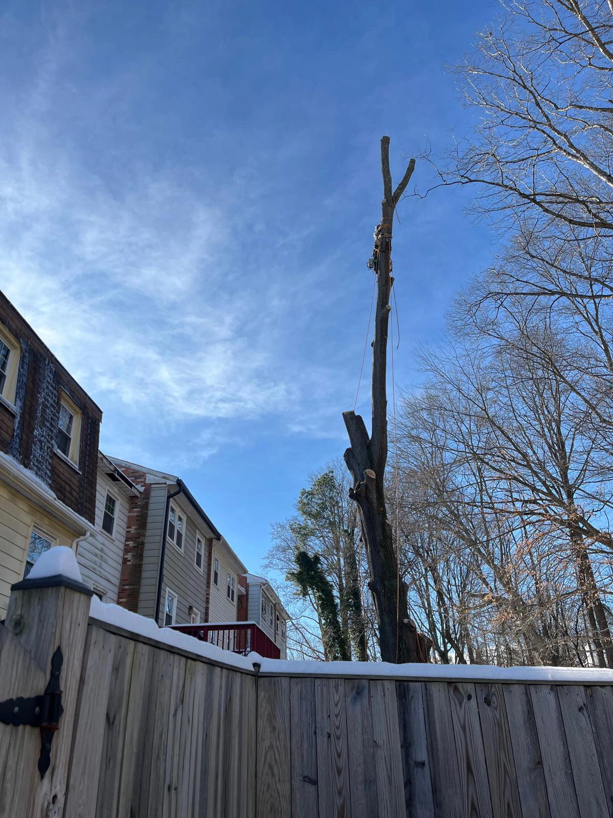 Tree Removal