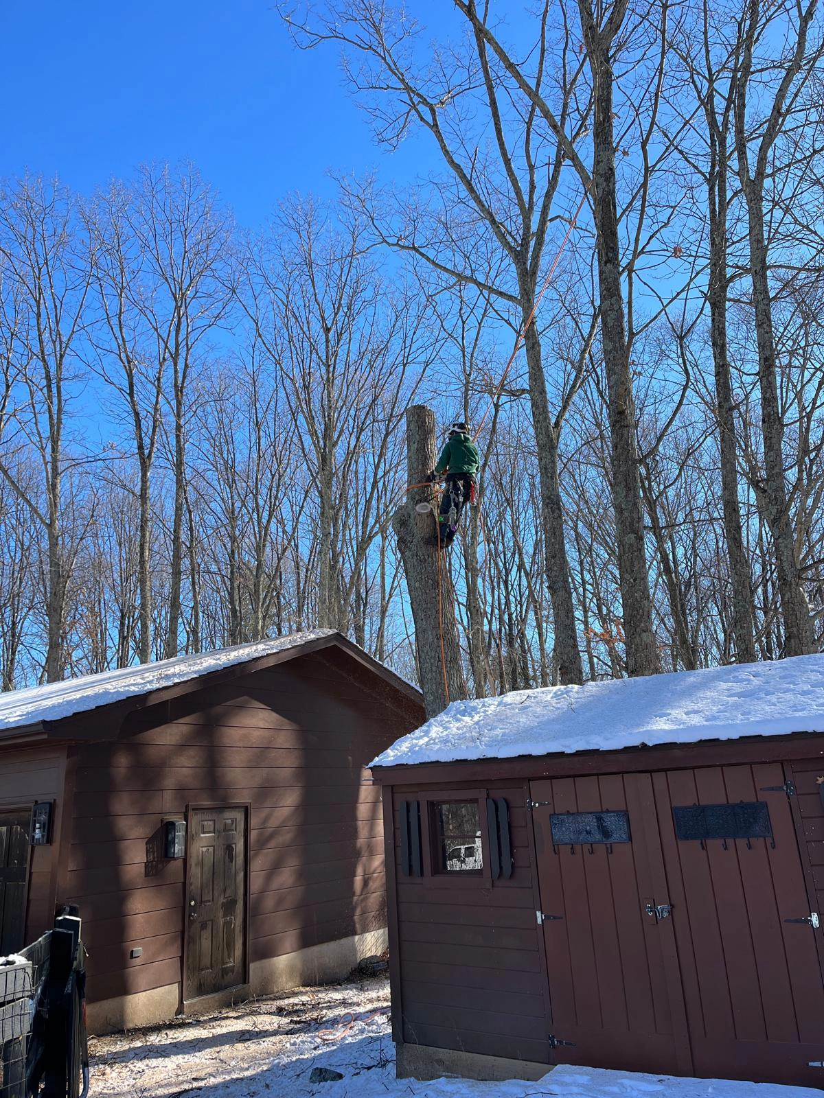 Tree Removal