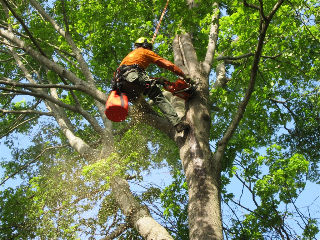 Tree-Trimming-Professional